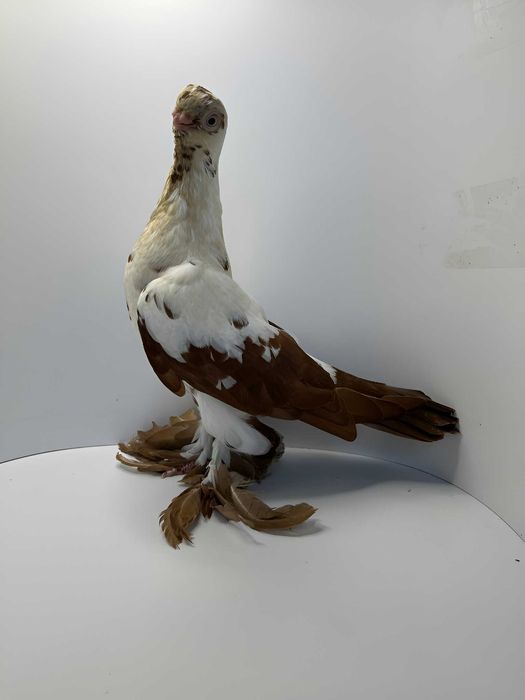 Motyl warszawski czerwony samiec 2025r.