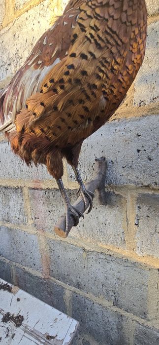 Bażant wypchany, wyprawiony