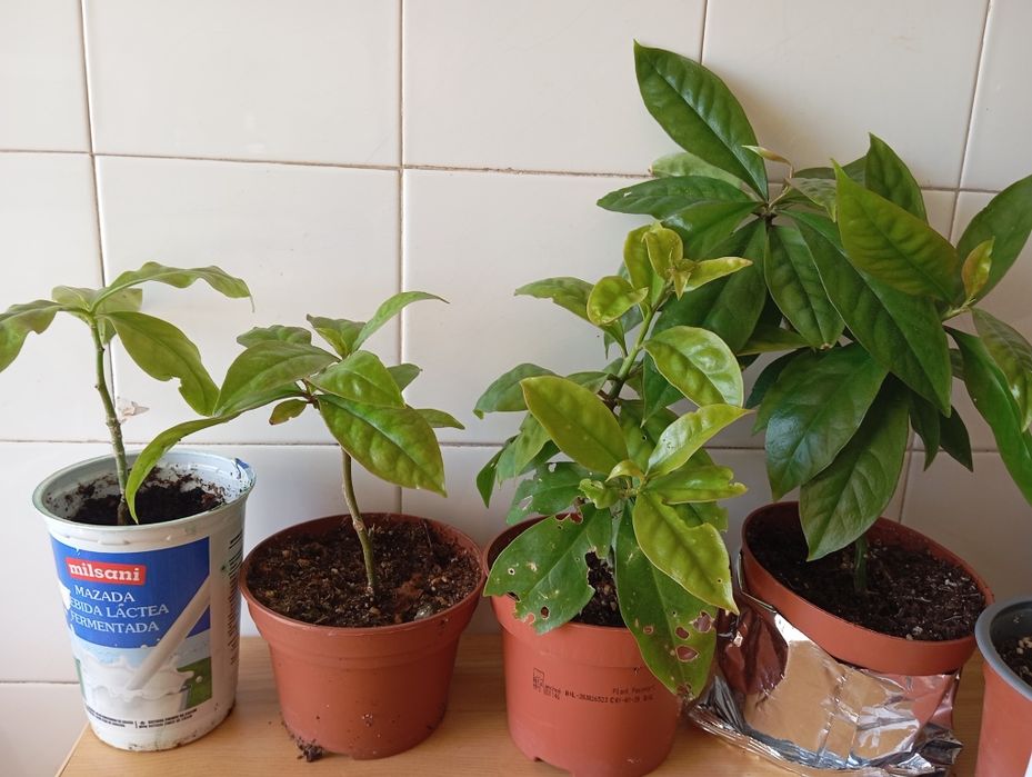 Planta ora pro nobis