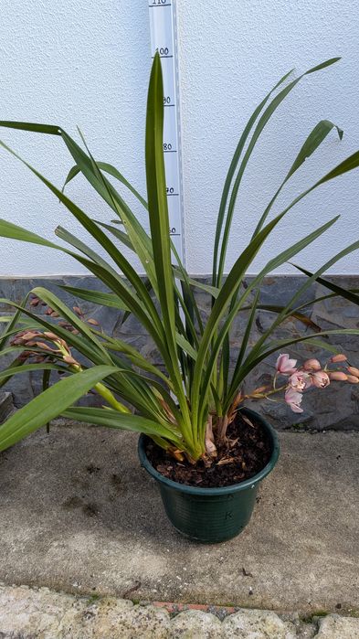 Vaso grande Orquídea Cimbidium rosa