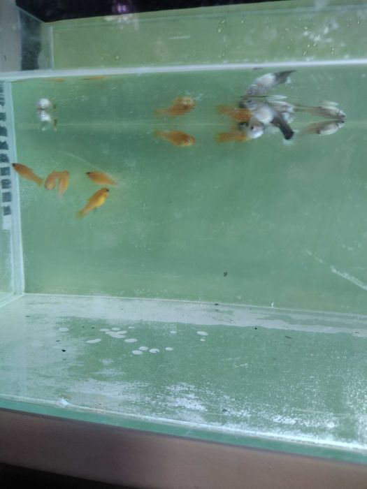 Młode rybki molinezje i gupiki