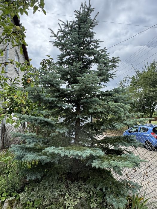Ялинка Блакитна