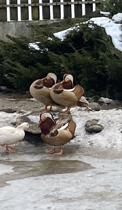 Kaczki Mandarynki rude samce