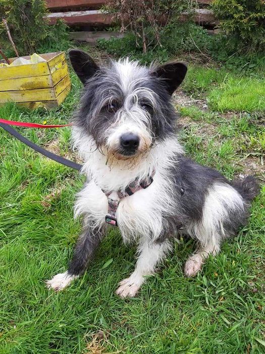 Pies potrzebujący pomocy na już, jest w schronisku.