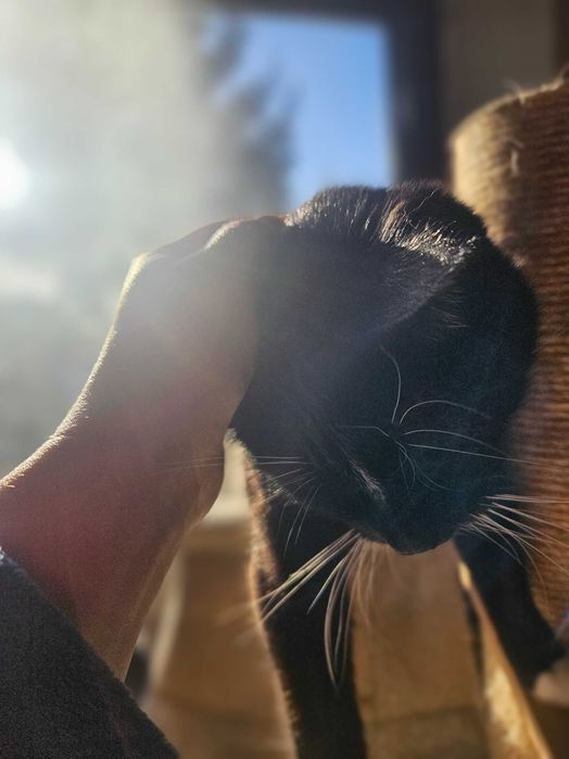 Irysek, 2 letni do adopcji