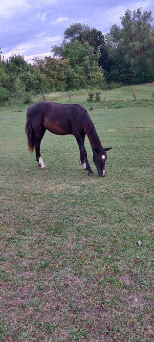 Продам жеребця, молоді коні