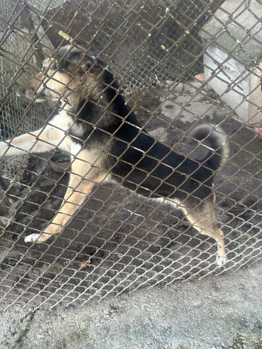 Собака в добрі руки