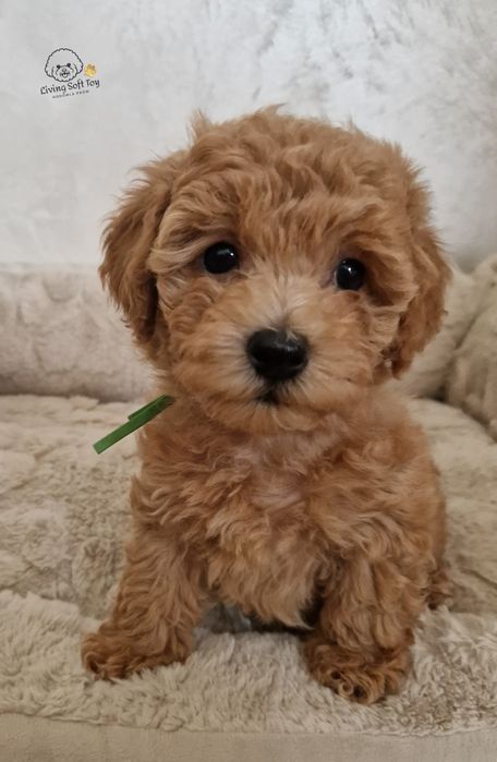 Uroczy piesek BichpooPoochon typ laleczki.PudelToyBichonFriseMaltipoo
