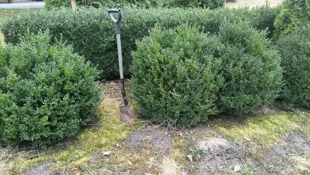 Bukszpan duże kule wys. 70-80 cm