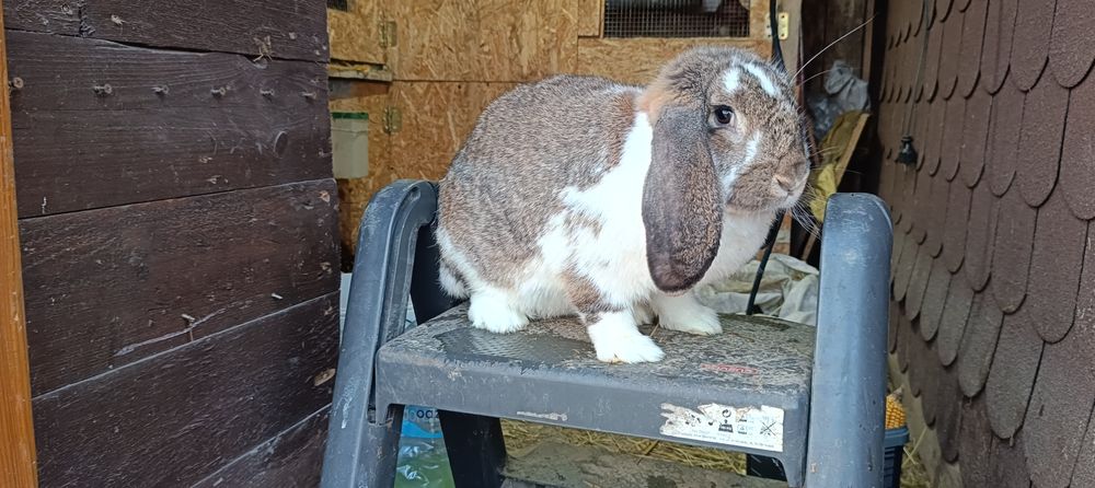 Barany francuskie samice