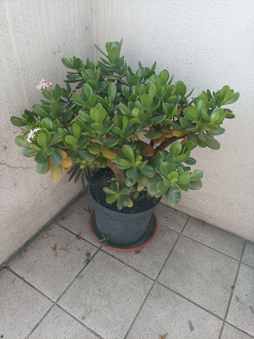 Suculenta Jade carnuda