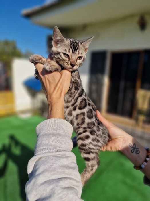 Prateado gatinho de bengala (macho)