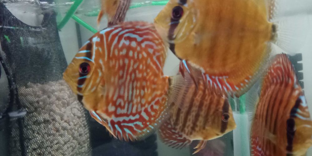 GB DYSKOWCE - paletki Turkus/Red Turkus /Leopard 7-8 cm