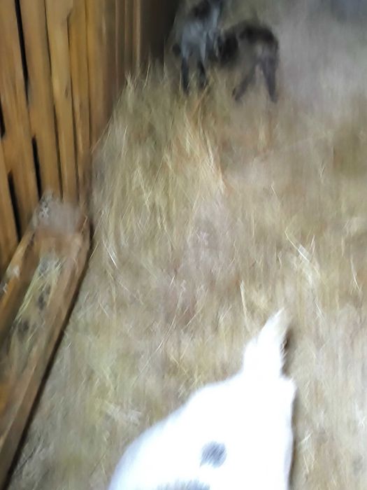 Vendo cabras muito meigas e bonitas muito bem tratadas.