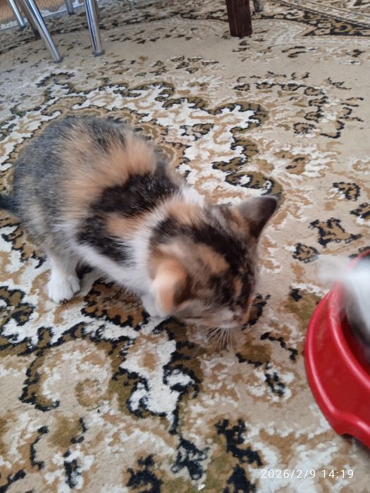 Котики в добрі руки