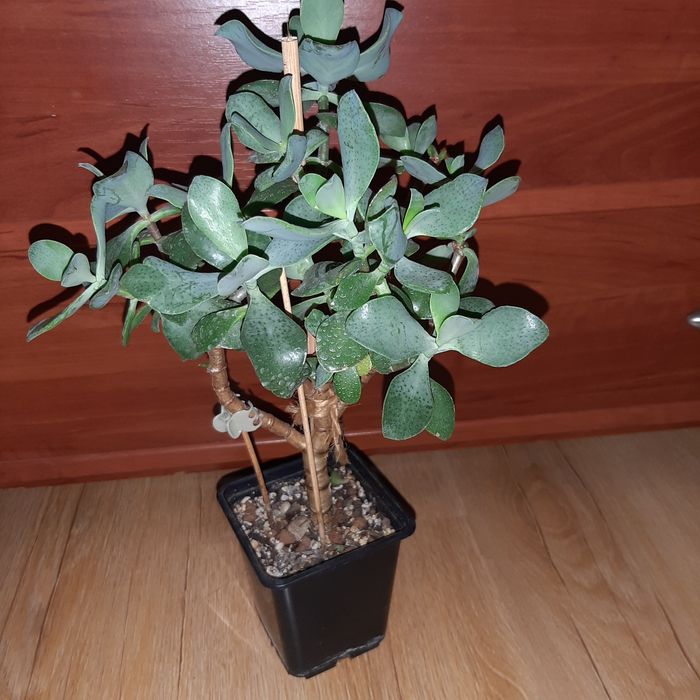 Crassula arborescens Curly Green,  duże drzewko