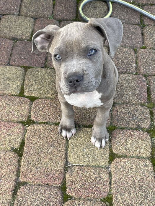 Szczeniak rasy American Staffordshire Terrier