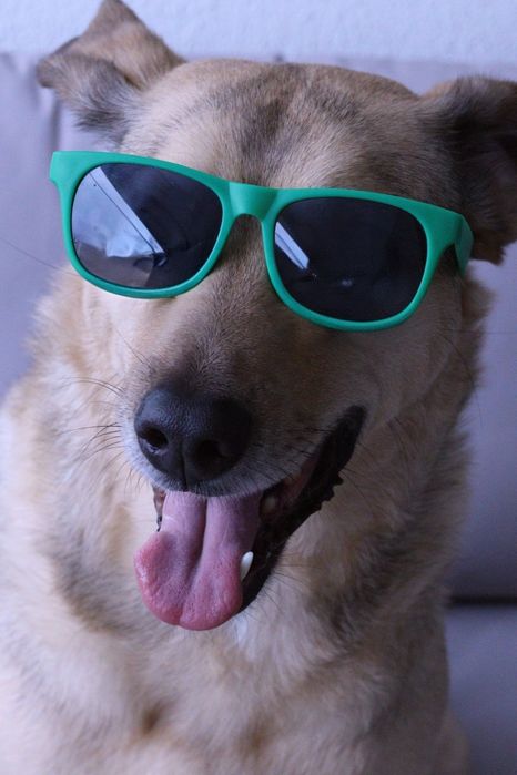 Sessões  Fotográficas  para patudos