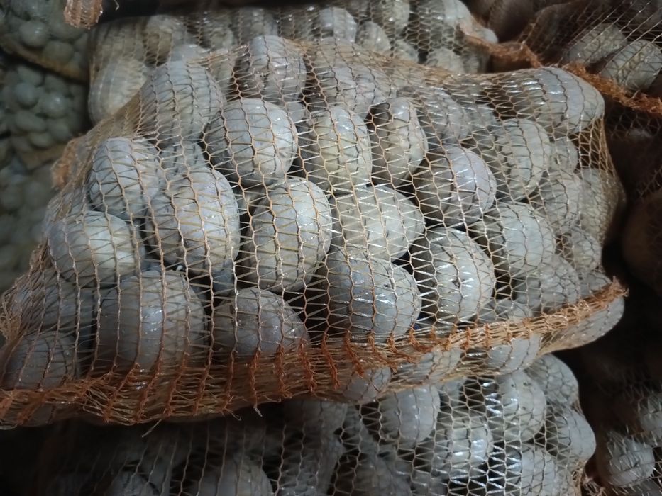 Zismniaki jadalne i paszowe