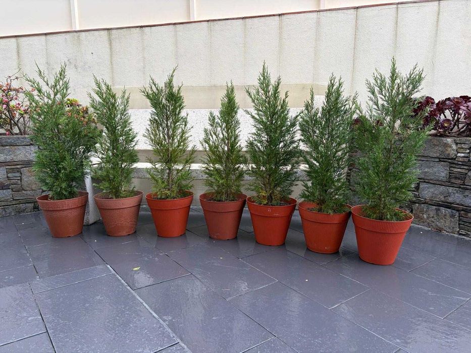 Cedros para jardim / sebe – 1 metro – prontos a plantar