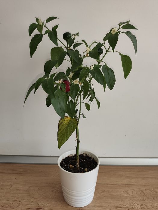 Papryka Czereśniowa (Cherry Pepper)