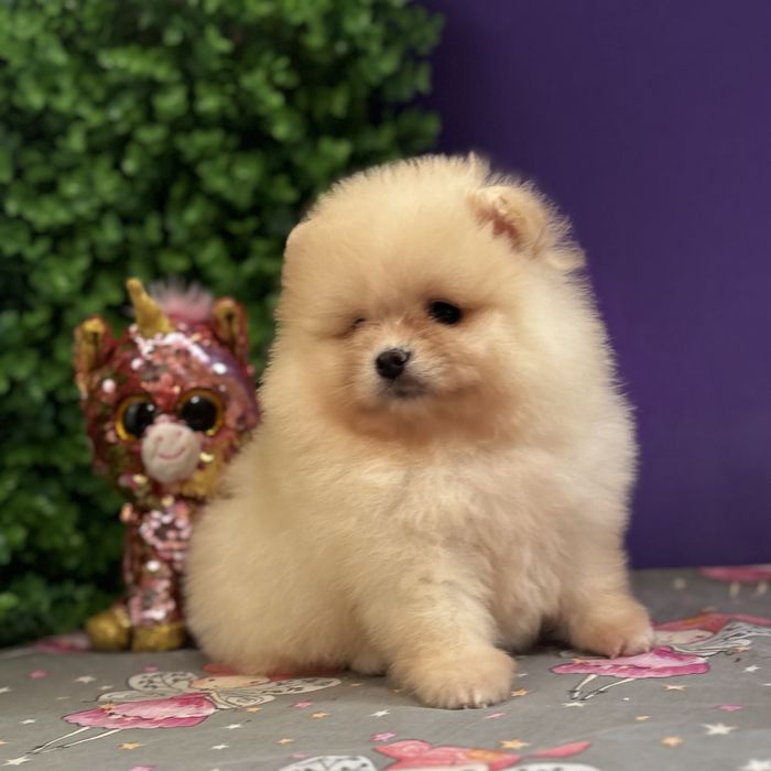 лялькова дівчинка тип ведмедика