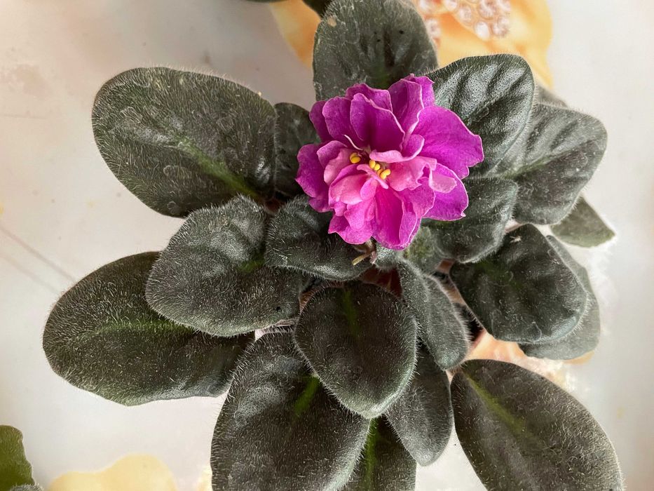 Сортовая фиалка Закат