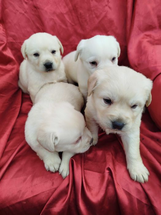 Labrador Retriever piesek tel.-5.7.5.3.0.2.0.3.9.