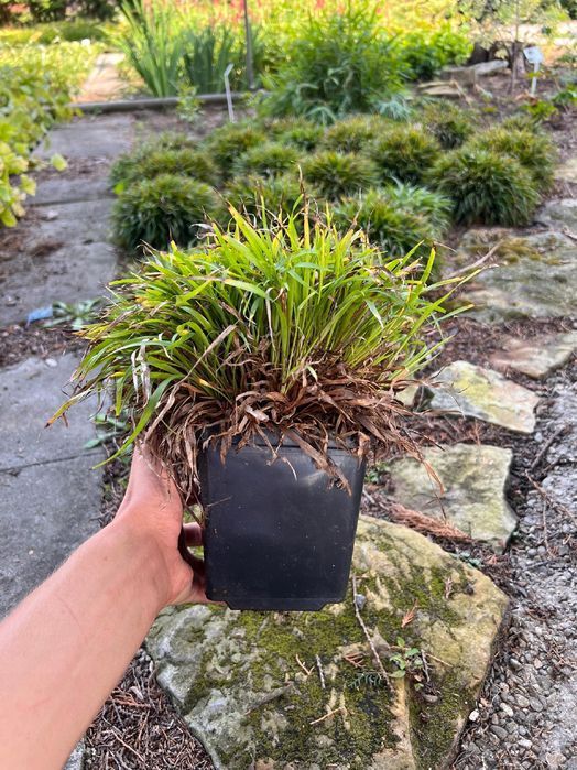 Kosmatka owłosiona 'Igel' (Luzula pilosa 'Igel')