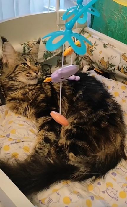 Продам Мейн-кунят