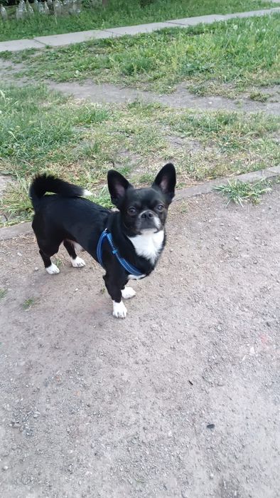 В'язка чіхуахуа хлопчик , вязка