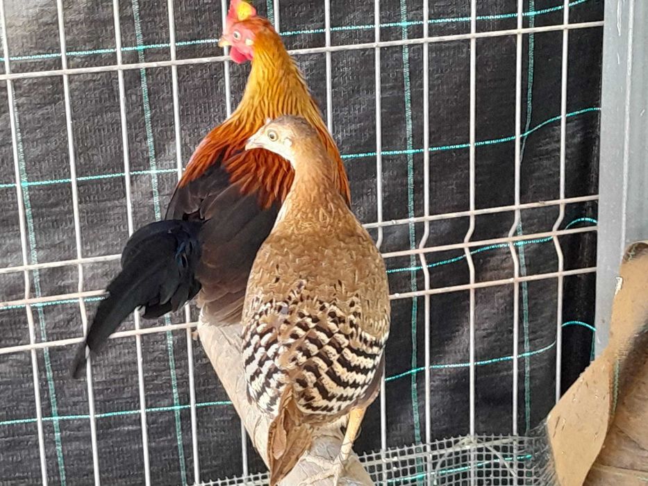 Gallus Lafayettii