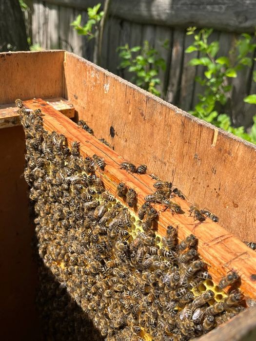 Бджолині  пакети