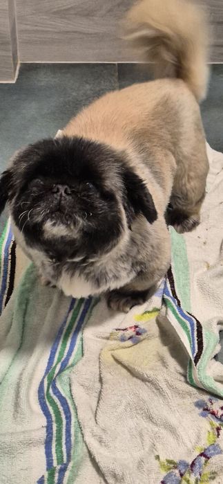 Suczka około 3 lata