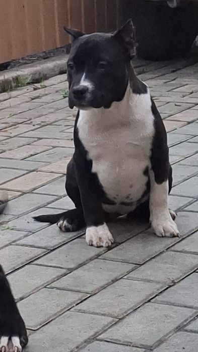 Американский стаф терьер