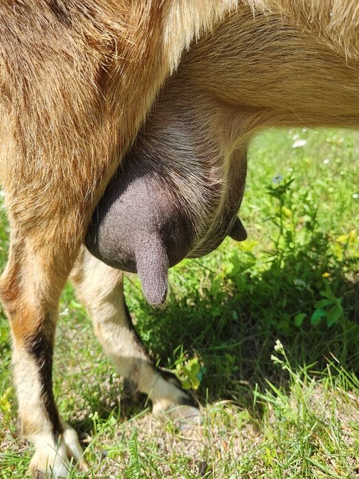 Продам козу, смачне молоко