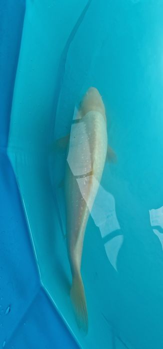 Carpa koi com 32cm