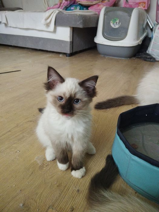 Kociak rasy ragdoll