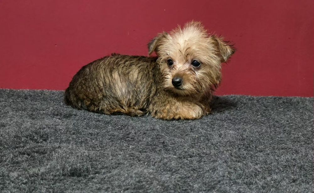 Yorkshier terrier gold super miniatura