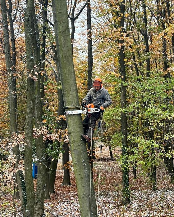 Зрізання дерев, обрізка, подрібнення, вивіз, зріз, обрізка дерев, чистка під будівництво
