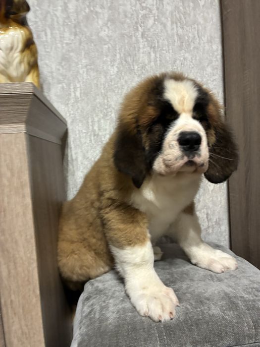 Сенбернар цуценя Дівчинка