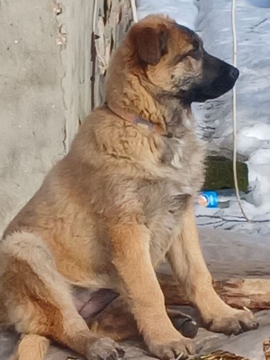 Цуценя метис від Алабая