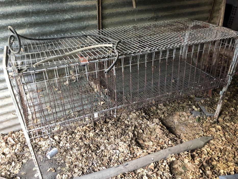 Coelheira, galinheiro.