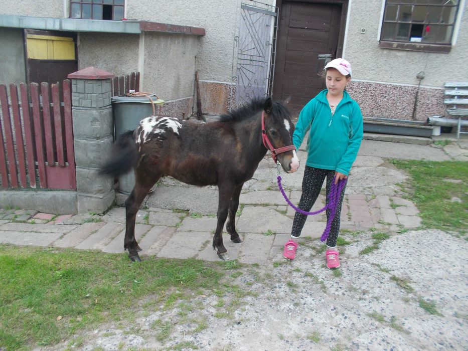 Kuc, źrebak tarantowaty