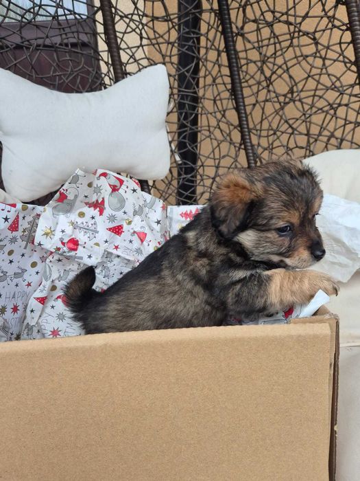 oddam w dobre ręce pieski