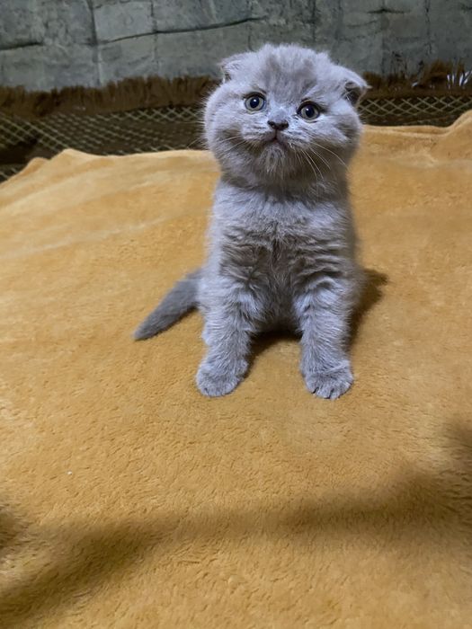 Хлопчик шотландської вісловухої