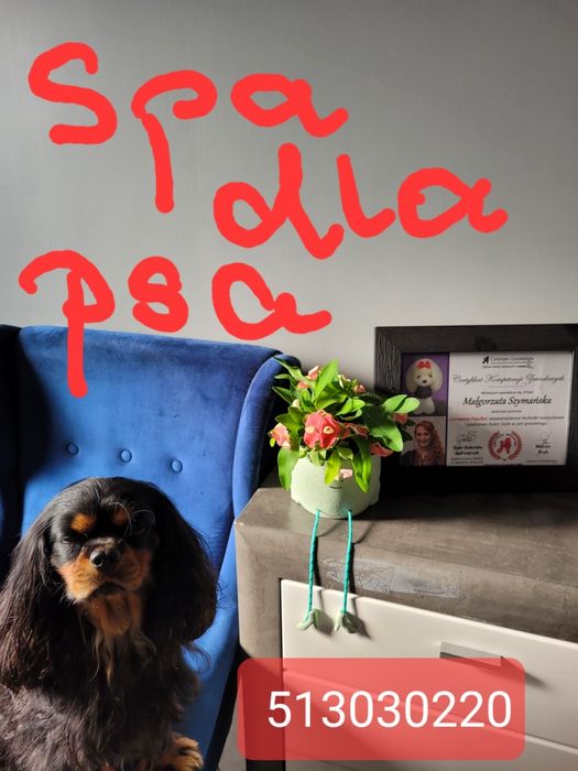 Psi fryzjer-spa dla psa