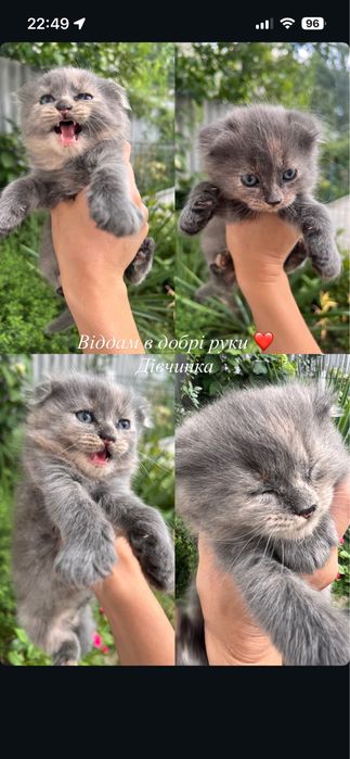 КОШЕНЯТА віддам кошенят хлопчик і дівчинка