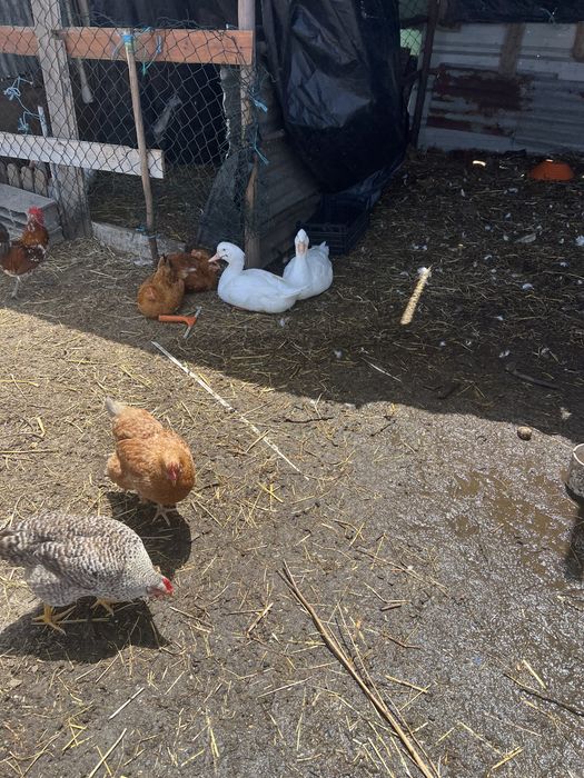 Tenho varios animais para mudar de pasto