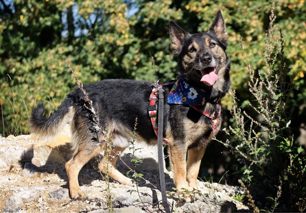 Kubuś ma za sobą bardzo trudne życie. Odmień jego los